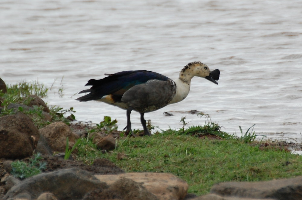 Tanzania - Oca bernoccoluta  (Sarkidiornis melanotos)